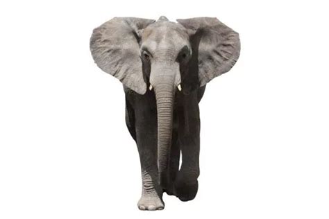 Elefante Da Floresta Africana Características Habitat E Curiosidades
