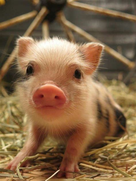 Cute Little Piglet On The Farm Animals Cute Piglets Baby Pigs