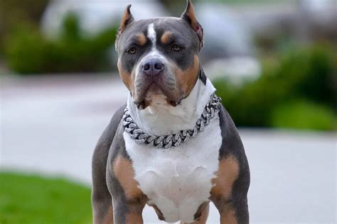 Tri Color Pitbull What Color Combinations Are There