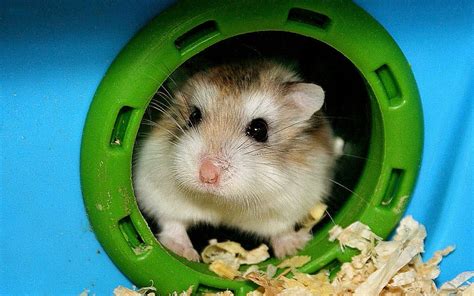 Hamster Wallpaper High Quality All Hd Wallpapers