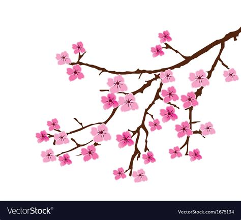 Cherry Blossom Royalty Free Vector Image Vectorstock