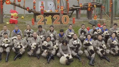 Its Panda Monium 20 Adorable Giant Panda Cubs Make Their Debut Itv News
