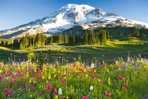 5 Ways To Enjoy Mt Rainier During Spring And Early Summer