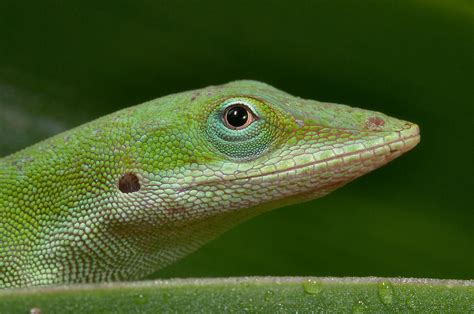 Green Lizard Texas Search In Pictures