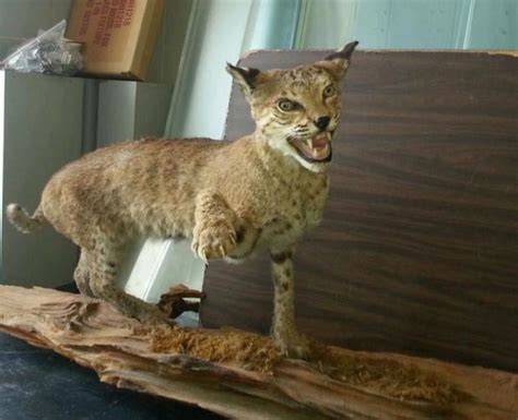 The 30 Worst Examples Of Taxidermy Ever Funny Taxidermy Bad