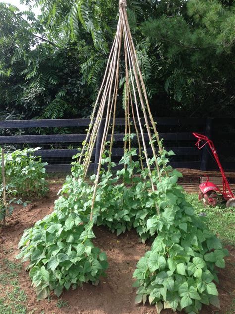 This pole bean trellis is guaranteed to hold your beans up, and look good. Image result for purple hull pea trellis | Vegetable ...
