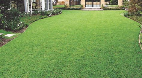Aura Zoysia Lawn Available At Bunnings Nsw Turf Growers Direct