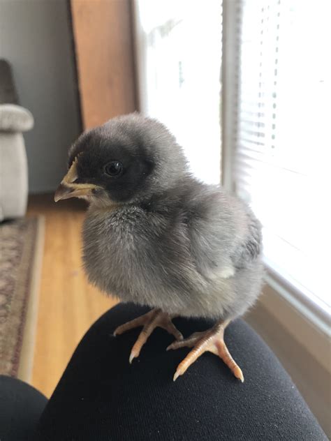 One Week Old The Easy Chicken