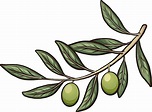 Rama de olivo | Vector Premium
