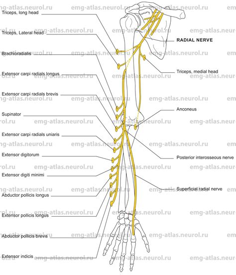 Radial Nerve Distribution