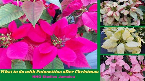 What To Do With Poinsettias After Christmas Youtube