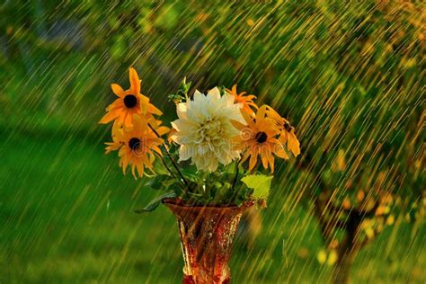 Summer Rain Stock Image Image Of Rain Morning Camomile 43256437