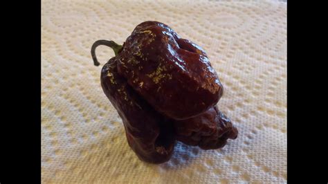 Перец острый hot pepper bhut jolokia chocolate. The "Chocolate Trinidad Scorpion" Pod Review form Refining ...