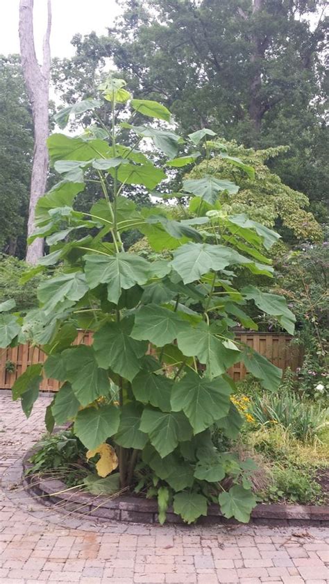 Tall Large Leaf Plant Please Help Me Identify It Flowers Forums