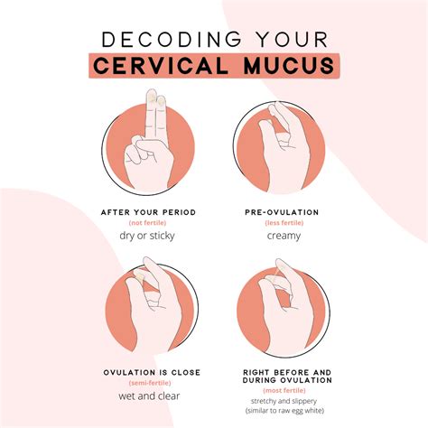Using Cervical Mucus As A Fertility Tool Ferti·lily