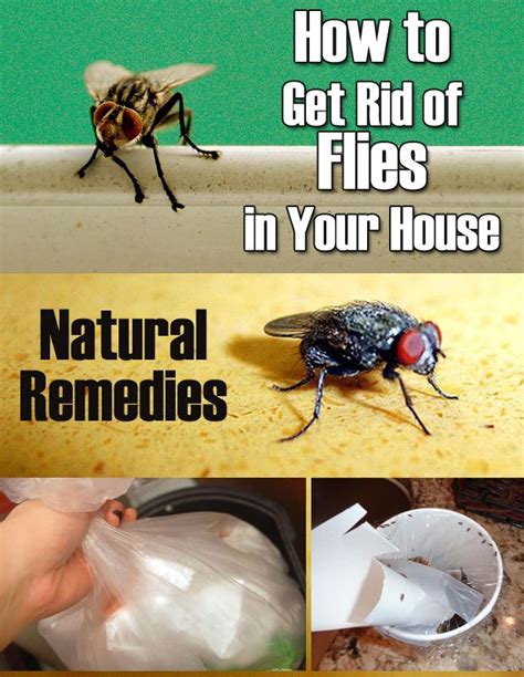 How To Get Rid Of Flies In The House 11 Quick Solutions