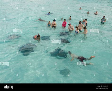 Swimming With Stingrays Stingray City Sandbar Grand Cayman British