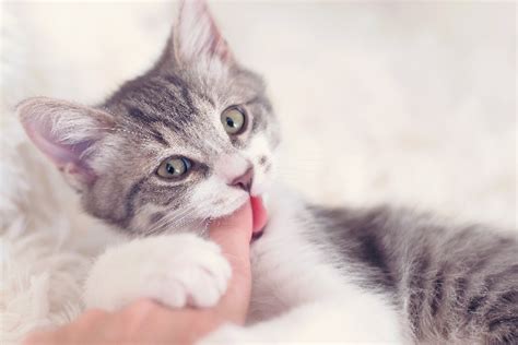 This is by far the trickiest. Kitten Biting — Here's How to Stop It - Catster