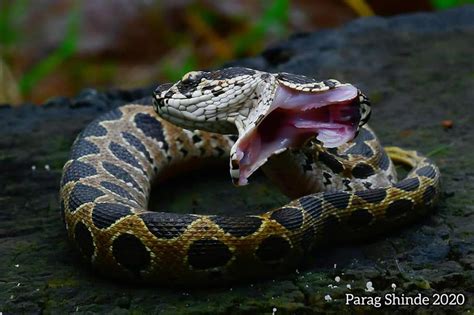 Russells Two Headed Viper The Deadliest Snake In Asia Was Recently