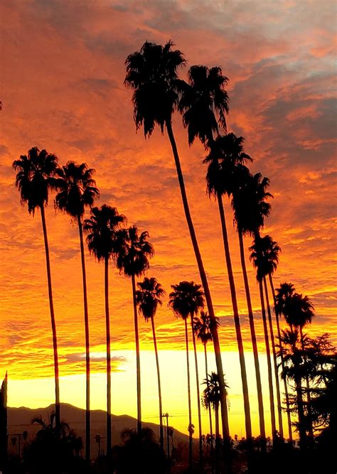 La Photography Sunset Photo With Palm Trees Dramatic Clouds Etsy Artofit