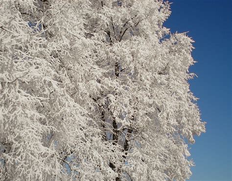 Free Images Tree Branch Winter White Flower Frost Ice Spring
