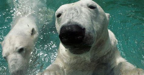 Polarni Medvjedi Na 40°c Spas Pronašli U Bazenu 24sata