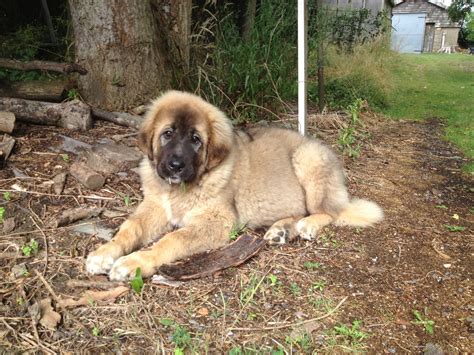 Our Puppy Bruno He Is A Caucasian Shepherd 5 Months Old Caucasian