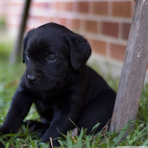 Cute Black Wallpaper Dog