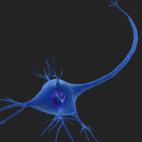 3d Neuron Cell Model Turbosquid 1276781