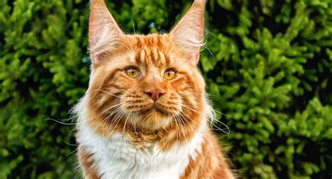 Large Cat Breeds The Biggest Domestic House Cats