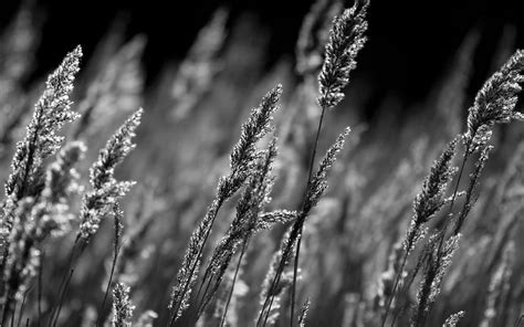 1920x1080px 1080p Free Download Reed Heads Black And White Reeds