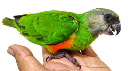 Senegal Parrot Pictures Az Animals