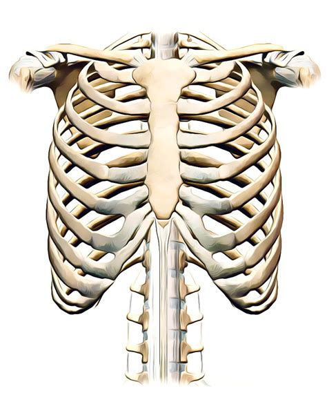 Diagram Rib Cage With Organs Illustration Human Chest Ribs And Organs