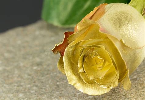 Gold Painted Fresh Rose Stock Image Image Of Metallic 51199259