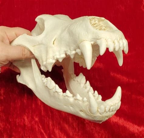 Large Grey Wolf Skull Cast Replica Etsy