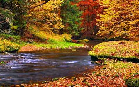 Wallpaper Autumn Forest Trees Leaves River 1920x1440 Hd Picture Image