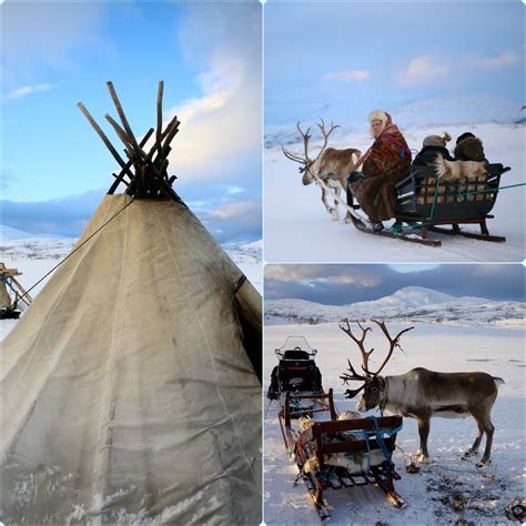 Reindeer Sledding With Tromsø Friluftsenter This World