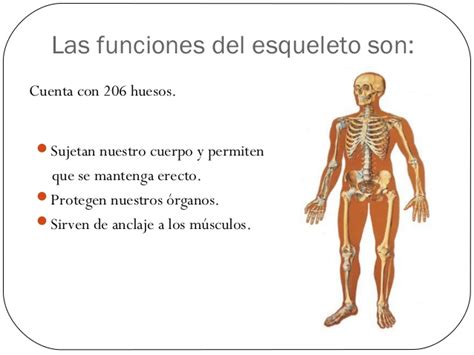 Cuadros Sinópticos Del Esqueleto Humano Y Sus Funciones Imágenes