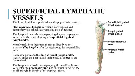 Solution Lymphatic Drainage Of Lower Limb Studypool