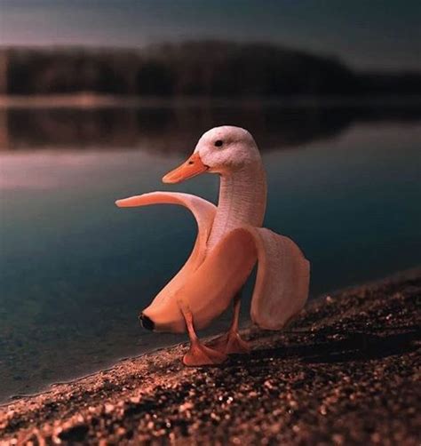 Surreal Banana Goose Surreal Photos Cute Funny Animals Animals