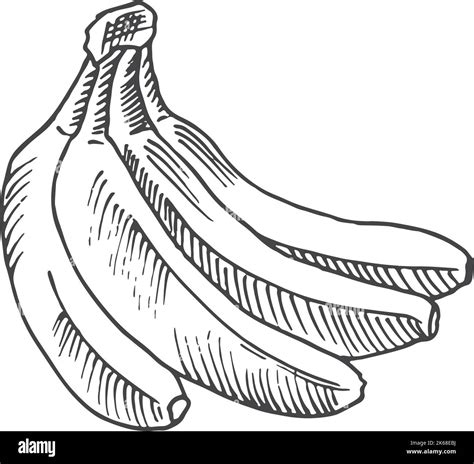 Banana Bunch Sketch Hand Drawn Tropical Fruit Stock Vector Image And Art