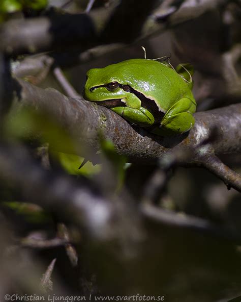 Lövgroda Hyla Arborea European Tree Frog