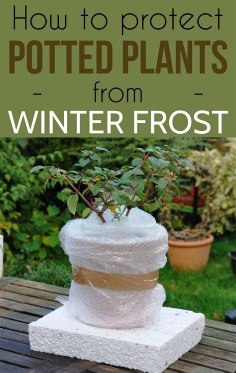 How To Protect Potted Plants From Winter Frost