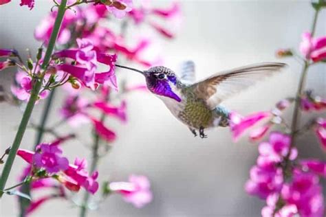 These Hummingbird Plants Are The Best Bushes Perennials Annuals And