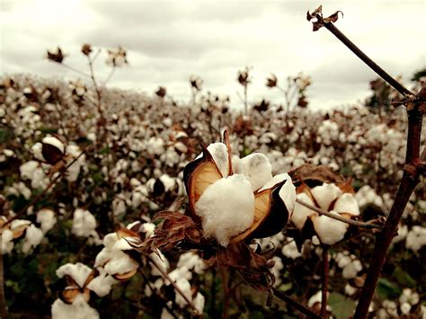 Empire Of Cotton The Global Origins Of Modern Capitalism Nias