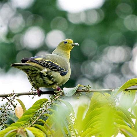 5 Bird Watching Hotspots In Sri Lanka Things To Do In Sri Lanka