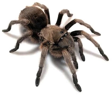 Tarantulas In Texas Usa Spiders