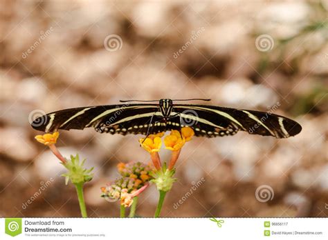 Zebra Longwing Butterfy Facing Camera Balanced On Small Yellow