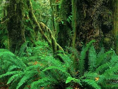 Rainforest Forest Rain Forests Trees Plants Kelsey