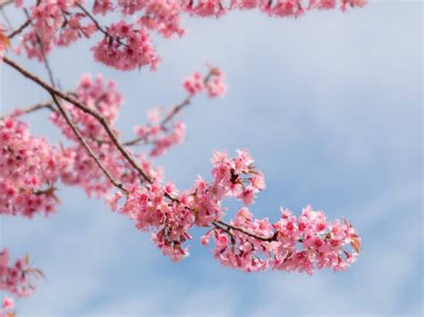 Spring Sakura Cherry Blossom Stock Photo By ©luckypic 115825148
